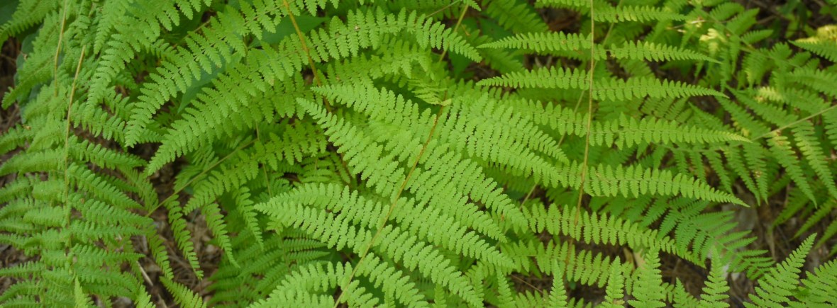 Fern, Flat Rock, North Carolina