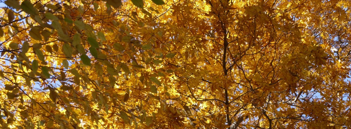 Autumn leaves, Flat Rock, North Carolina